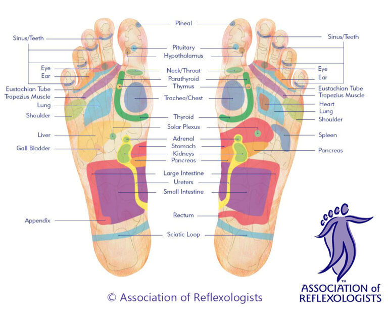 AOR Reflexology map